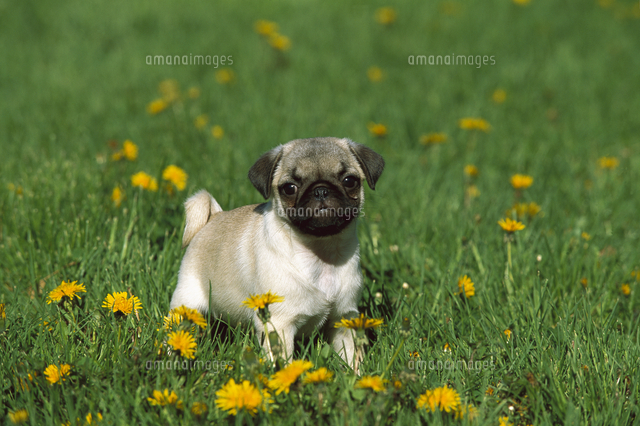 パグ 子犬 の写真素材 イラスト素材 アマナイメージズ パグ 子犬 の写真素材 イラスト素材 アマナイメージズ