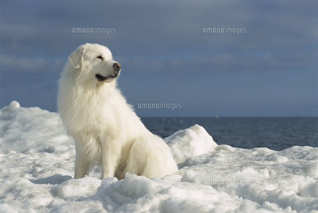 グレートピレニーズ（立ちポーズ） 🌊🚢🐻‍❄️⚓️📷✨ #グレートピレニーズ#ピレニアンマウンテンドッグ