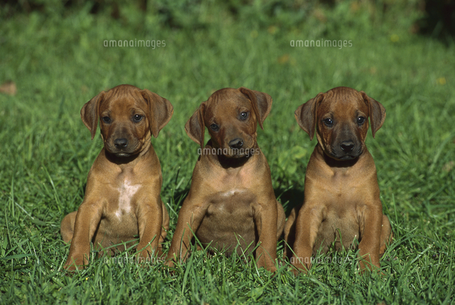 ローデシアン リッジバック 子犬 の写真素材 イラスト素材 アマナイメージズ