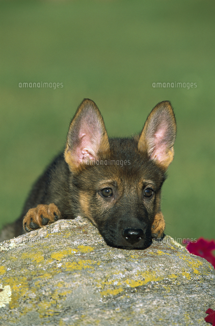 ジャーマン シェパード 子犬 の写真素材 イラスト素材 アマナイメージズ