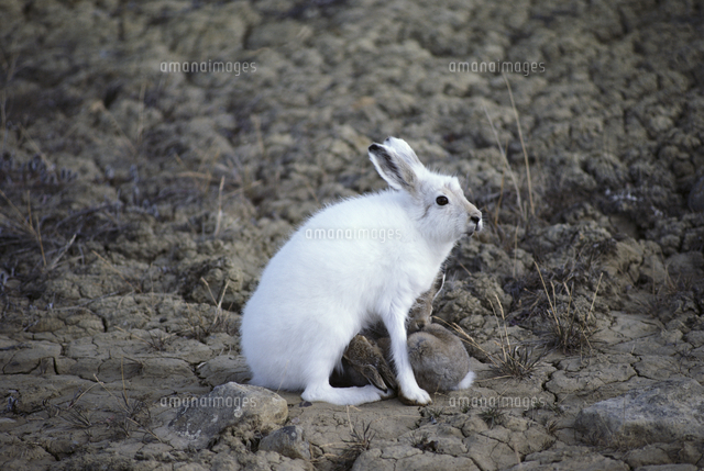 ホッキョクウサギ の写真素材 イラスト素材 アマナイメージズ