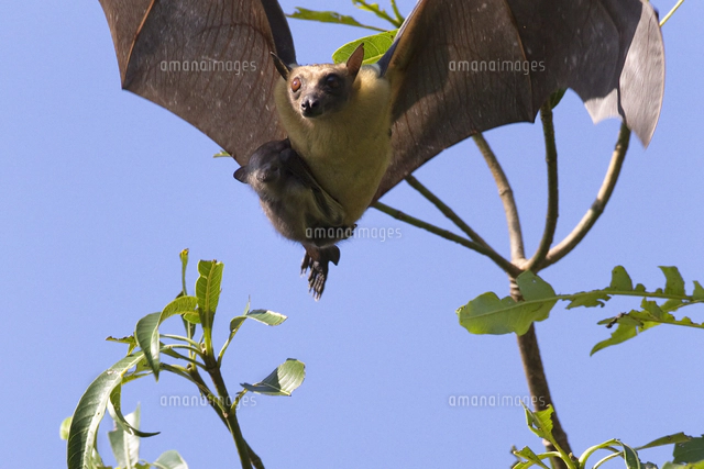 ストローオオコウモリ （Straw-coloured fruit bat）頭骨 Eidolon helvum（ストローオオコウモリ）
