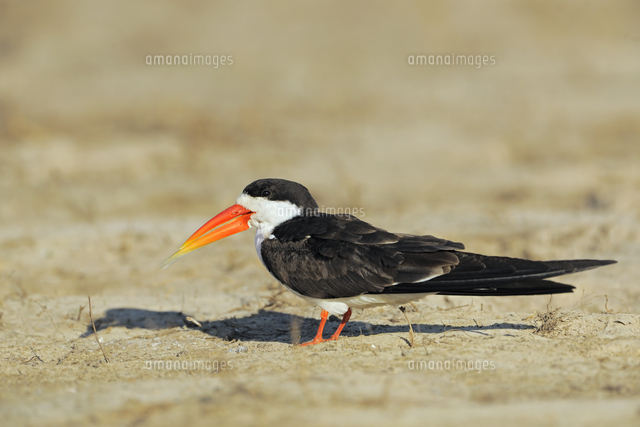 アフリカハサミアジサシ の写真素材 イラスト素材 アマナイメージズ