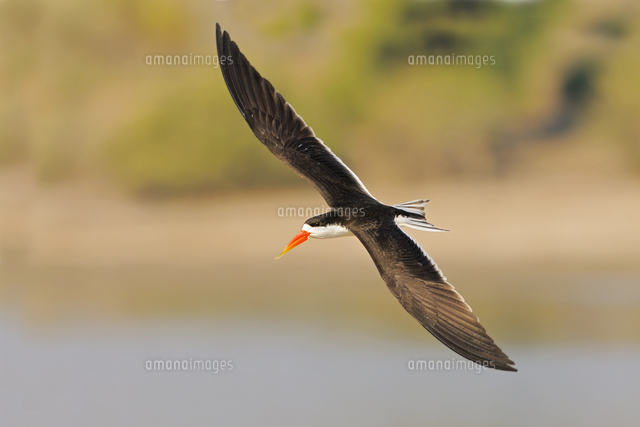 アフリカハサミアジサシ の写真素材 イラスト素材 アマナイメージズ