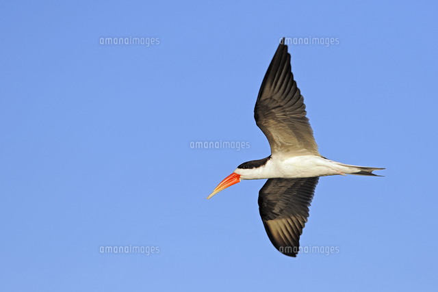 アフリカハサミアジサシ の写真素材 イラスト素材 アマナイメージズ