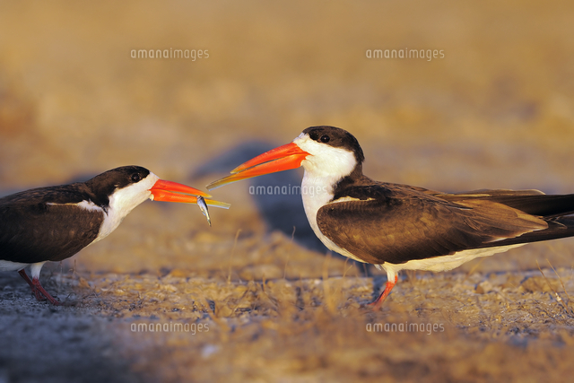 アフリカハサミアジサシ の写真素材 イラスト素材 アマナイメージズ