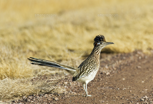 オオミチバシリ の写真素材 イラスト素材 アマナイメージズ