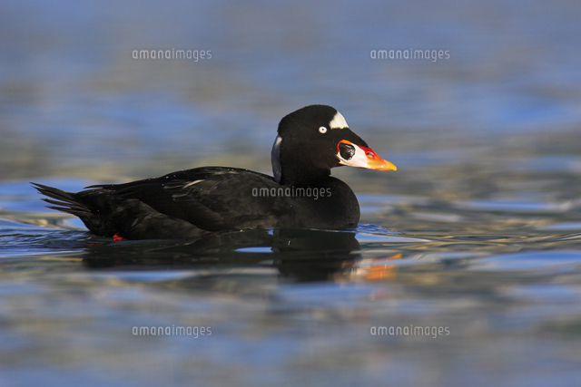 アラナミキンクロ の写真素材 イラスト素材 アマナイメージズ
