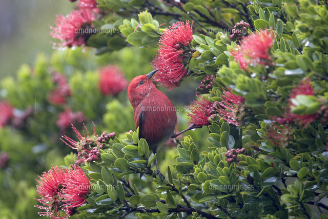 アカハワイミツスイ の写真素材 イラスト素材 アマナイメージズ