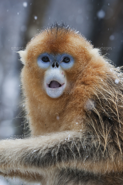 クロライチョウ[01543044074]の写真素材・イラスト素材｜アマナイメージズ