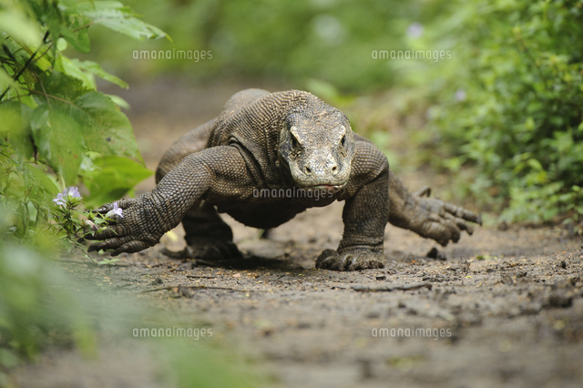 コモドオオトカゲ[01543045113]の写真・イラスト素材｜アマナイメージズ