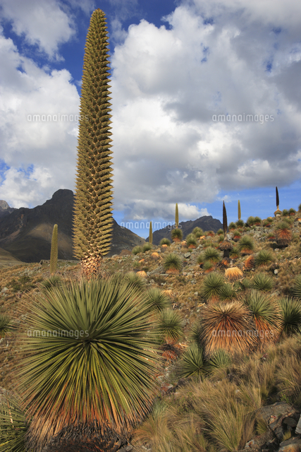 プヤ ベルテロニアナ ブロメリア 約90cm プヤ ベルテロニアナ