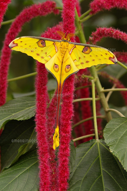 マダガスカルオナガヤママユ[01543045378]の写真・イラスト素材