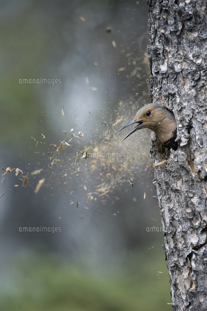 ハシボソキツツキ の写真素材 イラスト素材 アマナイメージズ