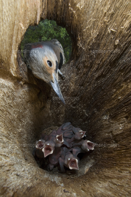 ハシボソキツツキ の写真素材 イラスト素材 アマナイメージズ