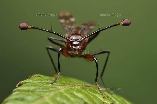 シュモクバエの仲間[01543045751]の写真・イラスト素材｜アマナイメージズ