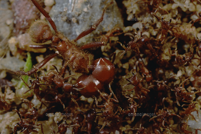 グンタイアリの仲間の群れとハキリアリの仲間 の写真素材 イラスト素材 アマナイメージズ