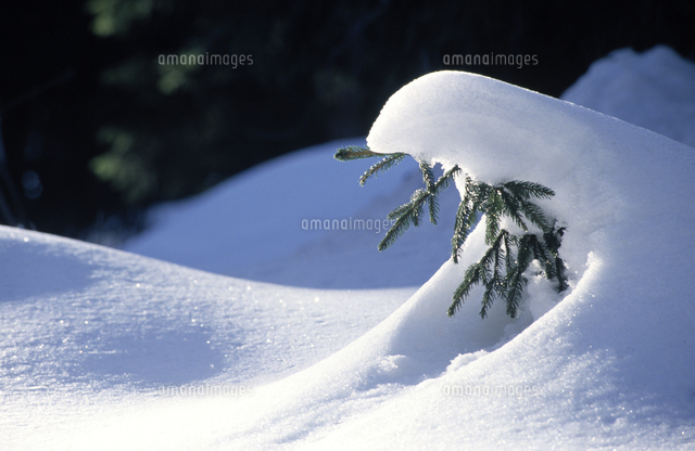 雪をかぶった針葉樹 の写真素材 イラスト素材 アマナイメージズ