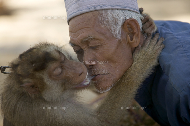 タバコの煙を吸うブタオザル の写真素材 イラスト素材 アマナイメージズ