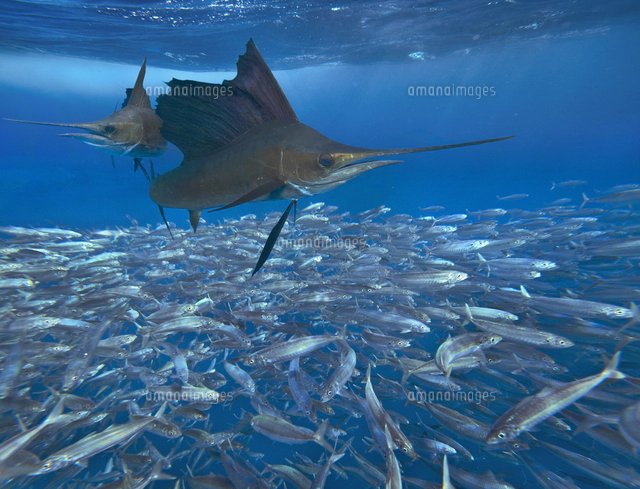 マカジキ科の写真素材 ストックフォト アマナイメージズ