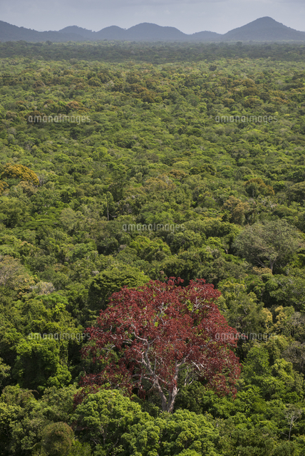 熱帯雨林の花咲く木 の写真素材 イラスト素材 アマナイメージズ