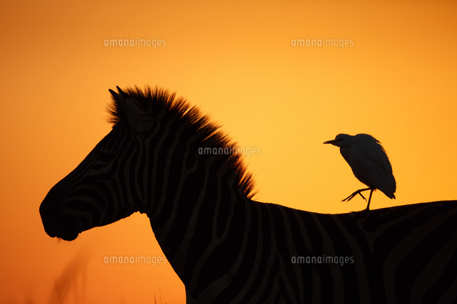 サバンナシマウマに乗るアマサギ の写真素材 イラスト素材 アマナイメージズ