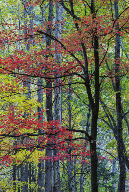 アメリカハナノキ 秋 の写真素材 イラスト素材 アマナイメージズ