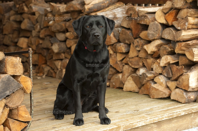 ブラック・ラブラドール・レトリバーの親子[01543049042]の写真