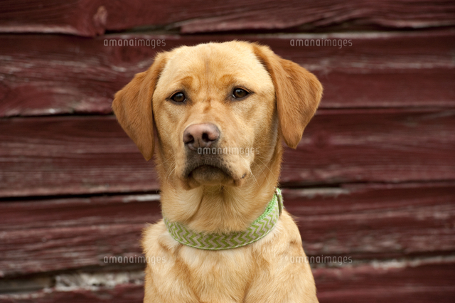 Amazon.co.jp: Sandicast 実物大イエローラブラドールレトリバー 子犬