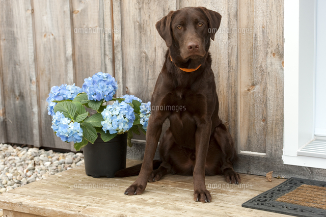 チョコレート・ラブラドール・レトリバーのオス[01543049044]の写真