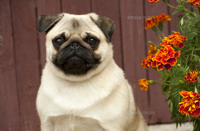 パグのメス の写真素材 イラスト素材 アマナイメージズ パグのメス の写真素材 イラスト素材 アマナイメージズ