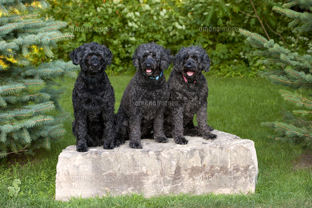 ポーチュギーズ ウォーター ドッグのメス の写真素材 イラスト素材 アマナイメージズ