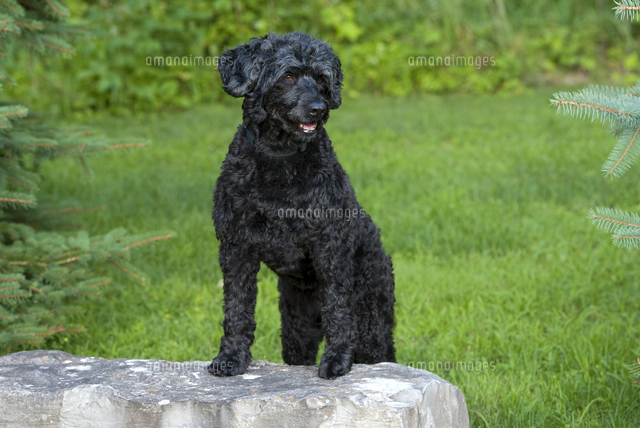 ポーチュギーズ ウォーター ドッグ の写真素材 イラスト素材 アマナイメージズ