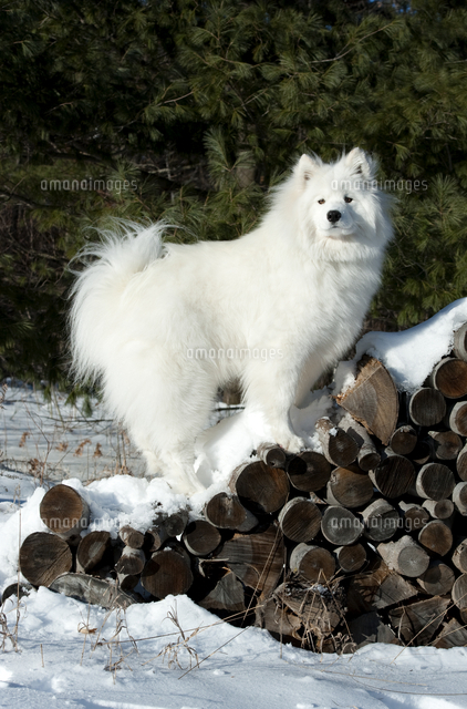 サモエド の写真素材 イラスト素材 アマナイメージズ