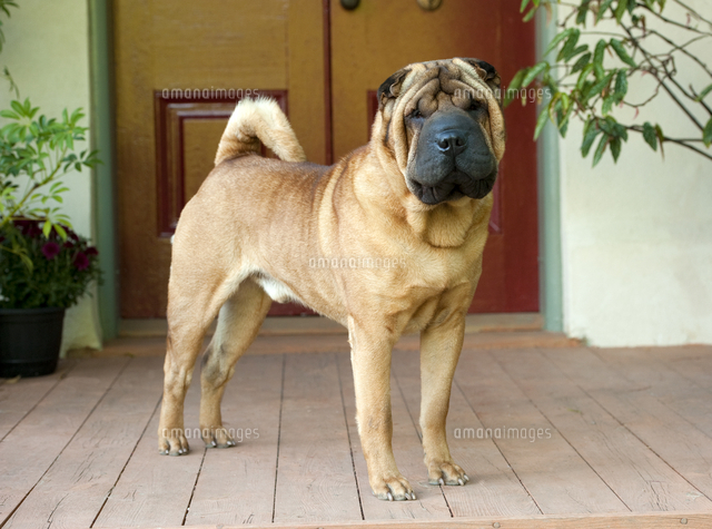 シャー ペイ の写真素材 イラスト素材 アマナイメージズ