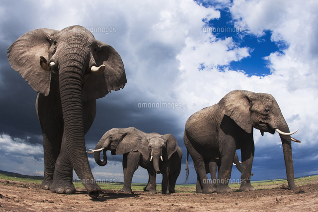アフリカゾウの群れ の写真素材 イラスト素材 アマナイメージズ