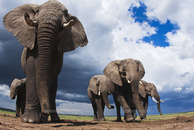 アフリカゾウの群れ の写真素材 イラスト素材 アマナイメージズ