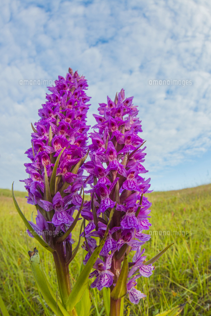 ハクサンチドリ属の一種の花 の写真素材 イラスト素材 アマナイメージズ