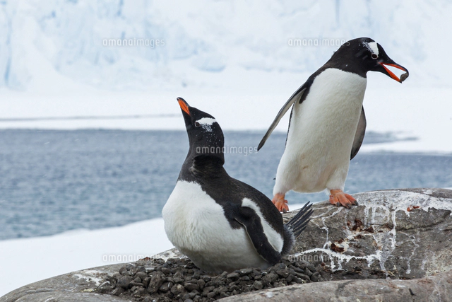 ジェンツーペンギン[01543049394]の写真・イラスト素材｜アマナイメージズ