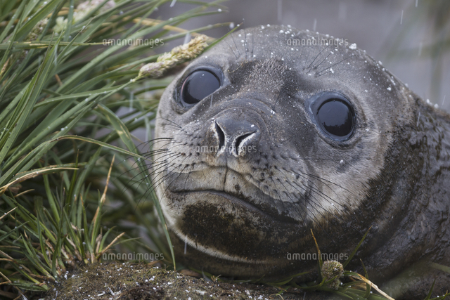 ミナミゾウアザラシ の写真素材 イラスト素材 アマナイメージズ