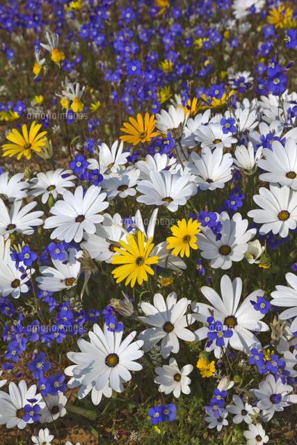 アフリカキンセンカ の写真素材 イラスト素材 アマナイメージズ