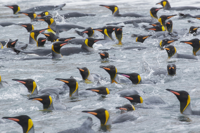 オウサマペンギン の写真素材 イラスト素材 アマナイメージズ オウサマペンギン の写真素材 イラスト素材 アマナイメージズ