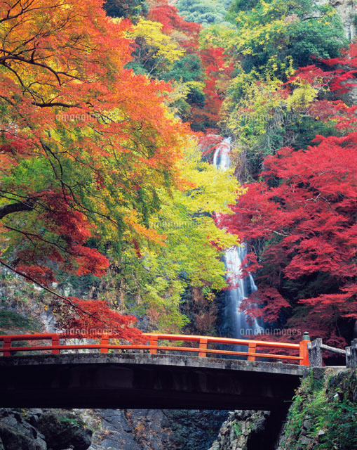 紅葉した樹木と箕面滝 箕面市 大阪府[01597013276]の写真・イラスト