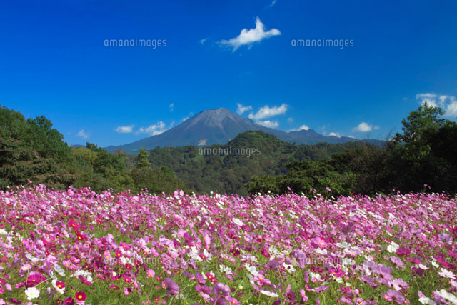 花畑と大山 会見町 鳥取県[01597013297]の写真・イラスト素材｜アマナ
