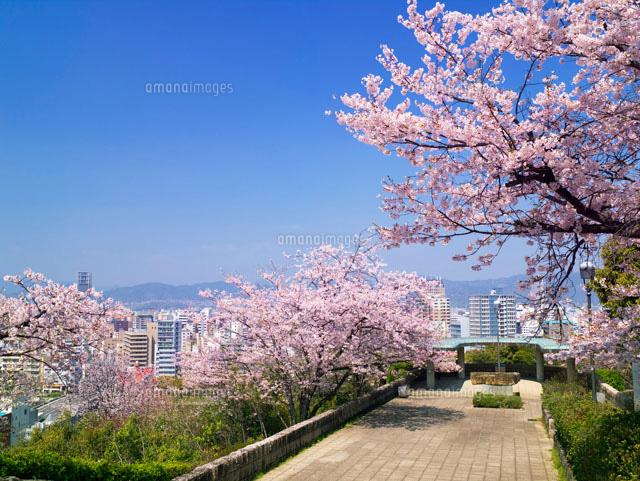 桜咲く比治山公園より望む広島市街 の写真素材 イラスト素材 アマナイメージズ