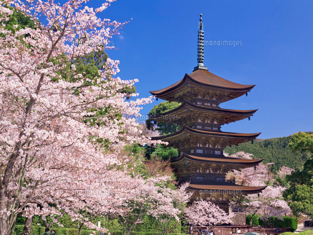 改装SP記念‼️✨お寺✨桜咲く✨瑠璃光寺✨五重の塔✨SPハイグレード仕上げ 改装SP記念‼️✨お寺✨桜咲く✨瑠璃光寺✨五重の塔✨SPハイ