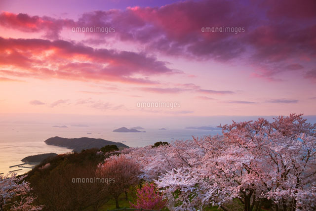 夕方桜 桜咲く紫雲出山より瀬戸内海夕景[01597015023]の写真・イラスト素材