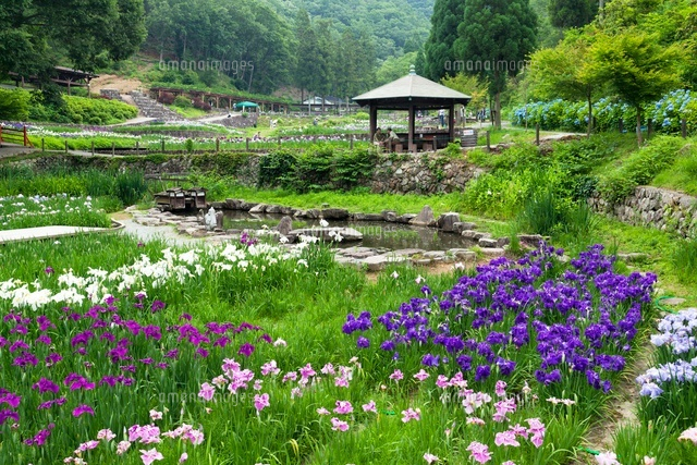 播州山崎花菖蒲園 の写真素材 イラスト素材 アマナイメージズ
