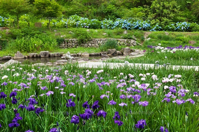 播州山崎花菖蒲園[01597017219]の写真素材・イラスト素材｜アマナイメージズ