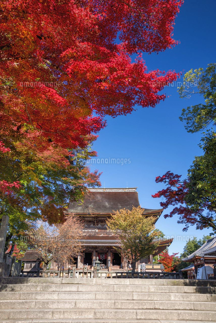 紅葉と金峯山寺 蔵王堂[01597020795]の写真・イラスト素材｜アマナ